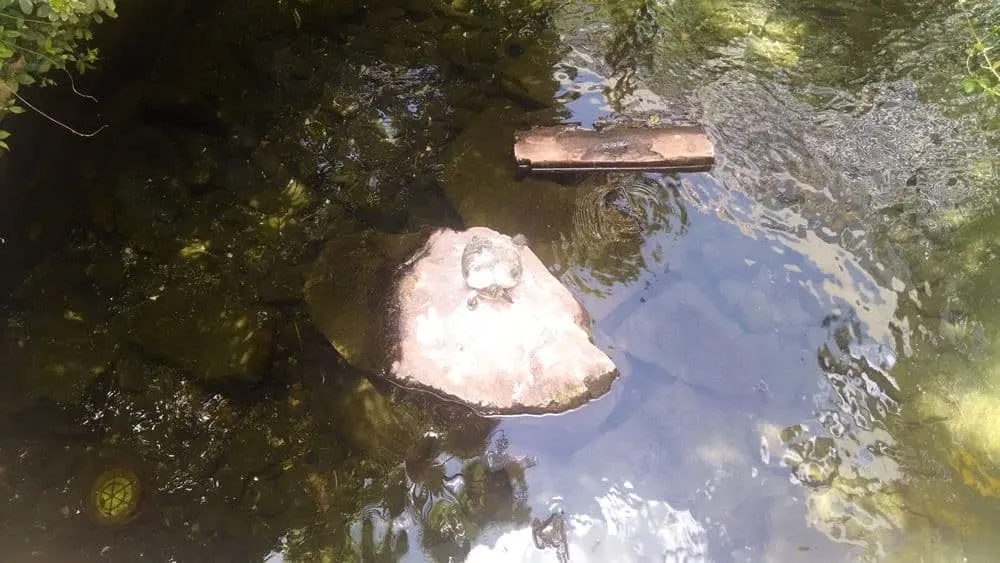 Wildlife Habitat at the Flamingo