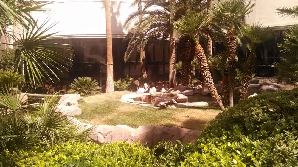 Chilean Flamingo Habitat