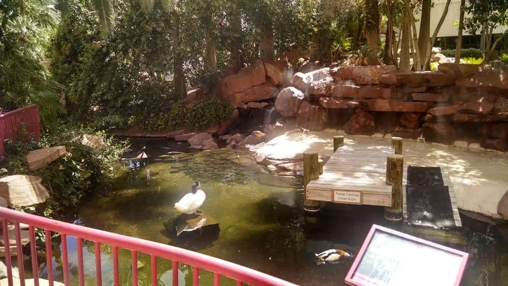 Wildlife Habitat at the Flamingo