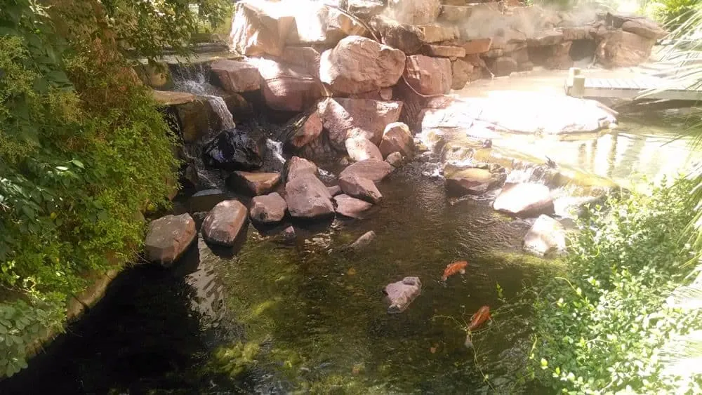 Wildlife Habitat at the Flamingo Coi Pond