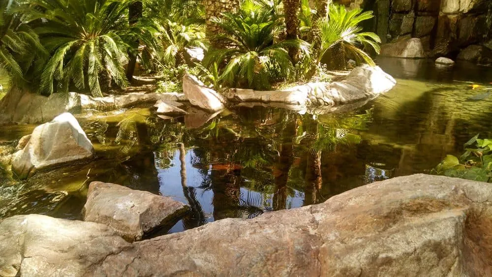 Wildlife Habitat at the Flamingo Coi Pond