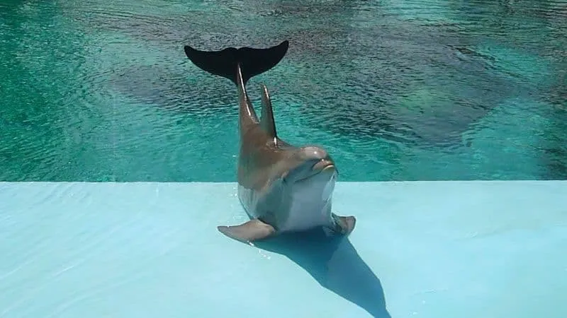 Dolphin Las Vegas