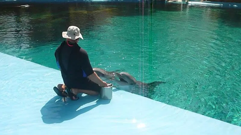 Dolphin Habitat with Trainer