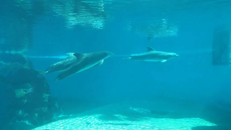 Dolphins Las Vegas