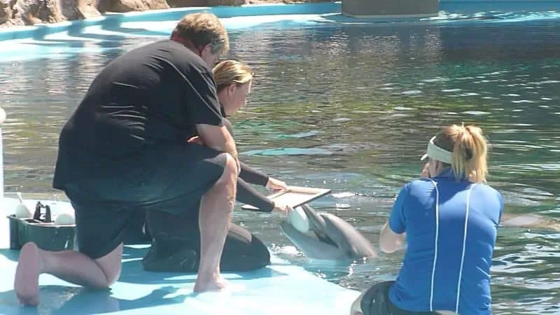dolphins Painting in Las Vegas
