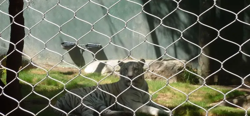 White Tiger Habitat