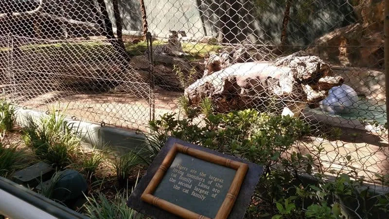 White Tigers in Las Vegas