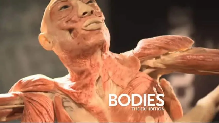 bodies the exhibition