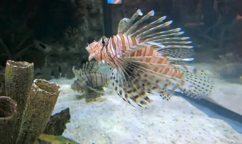 shark reef mandalay bay