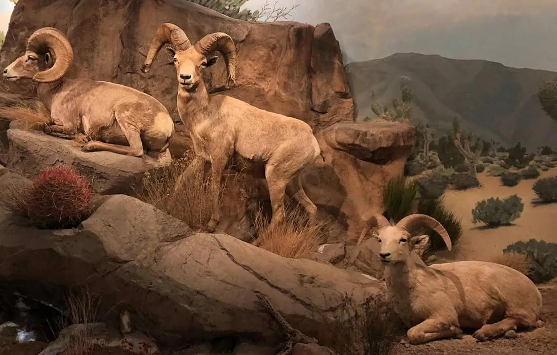 Las Vegas Natural History Museum