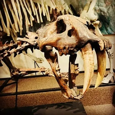 Prehistoric Mammals Gallery
