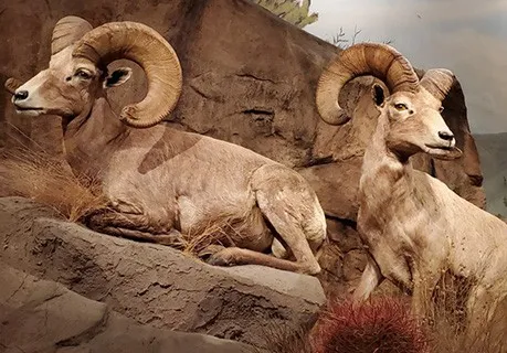 Wild Nevada Gallery