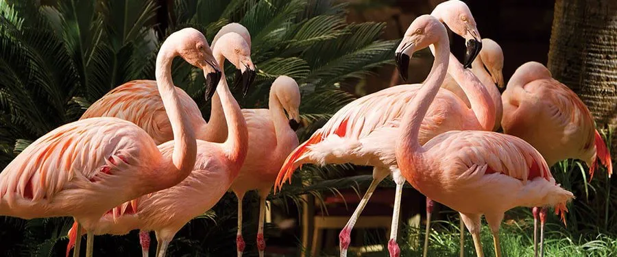 Flamingo Wildlife Habitat