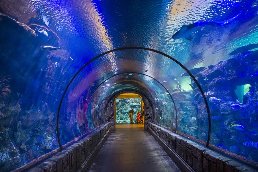 Aquariums in Las Vegas A Complete Guide