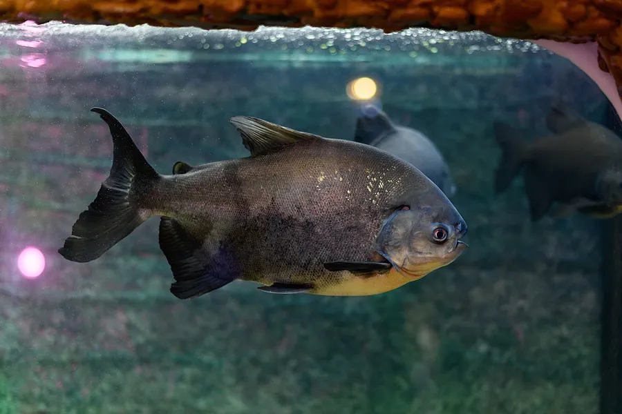 Bass Pro Shops Outdoor World Aquarium Tank