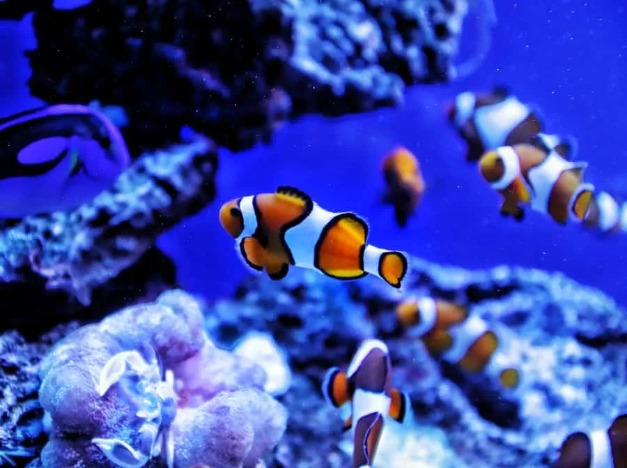Make a Day of Visiting Las Vegas Aquariums