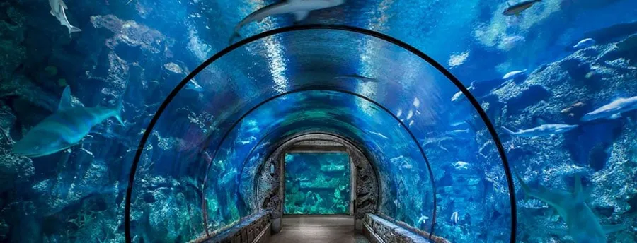 Shark Reef Aquarium at Las Vegas