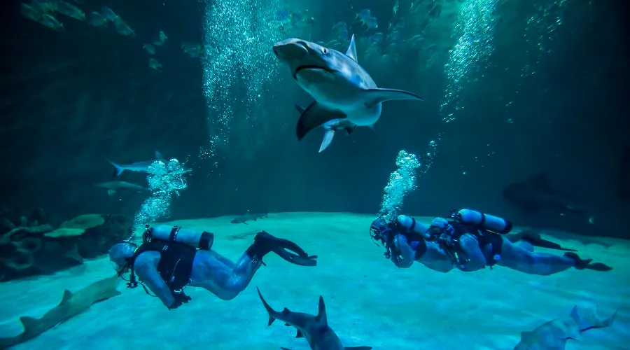 Dive with the Sharks