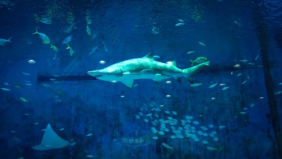 Experience the Underwater World at the Shark Reef at Mandalay Bay