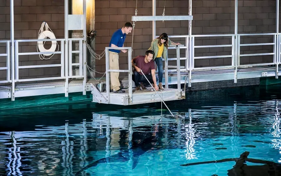 mandalay-bay-amenities-shark-reef-shark-feed