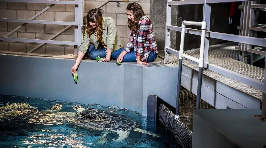 Sea Turtle Feed