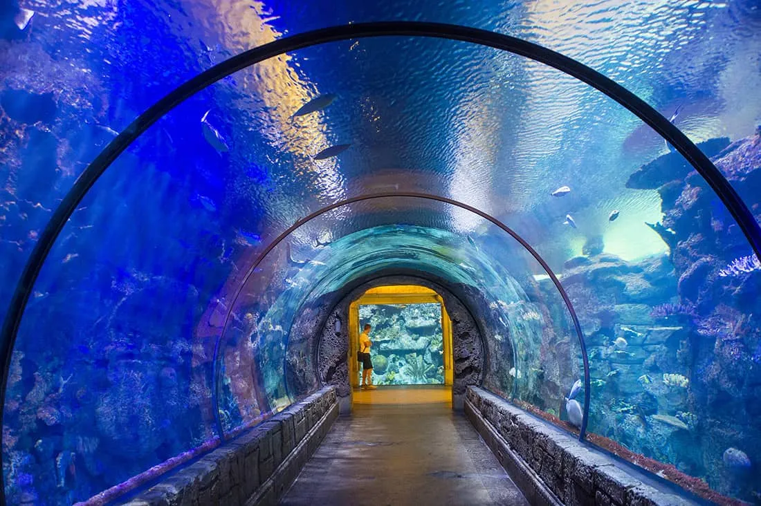 Shark Reef Aquarium at Mandalay Bay