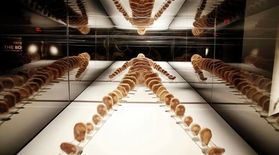 bodies exhibit
