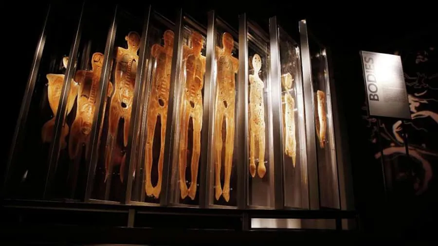 bodies the exhibition