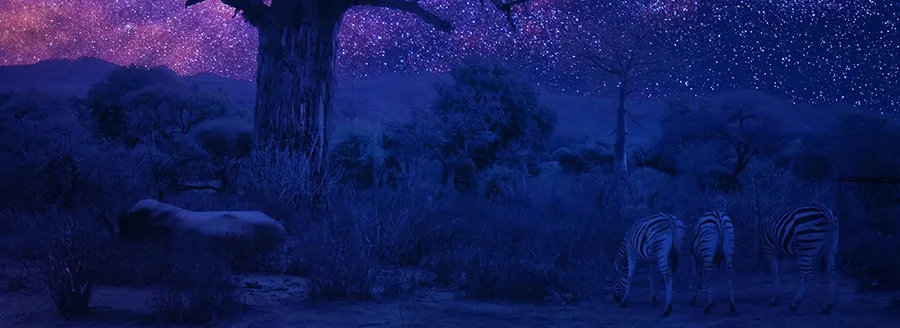 Illuminarium Area 15 In Las Vegas
