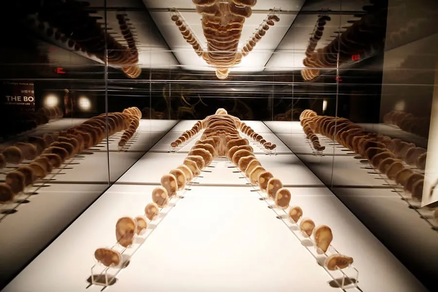 is bodies the exhibition suitable for all ages