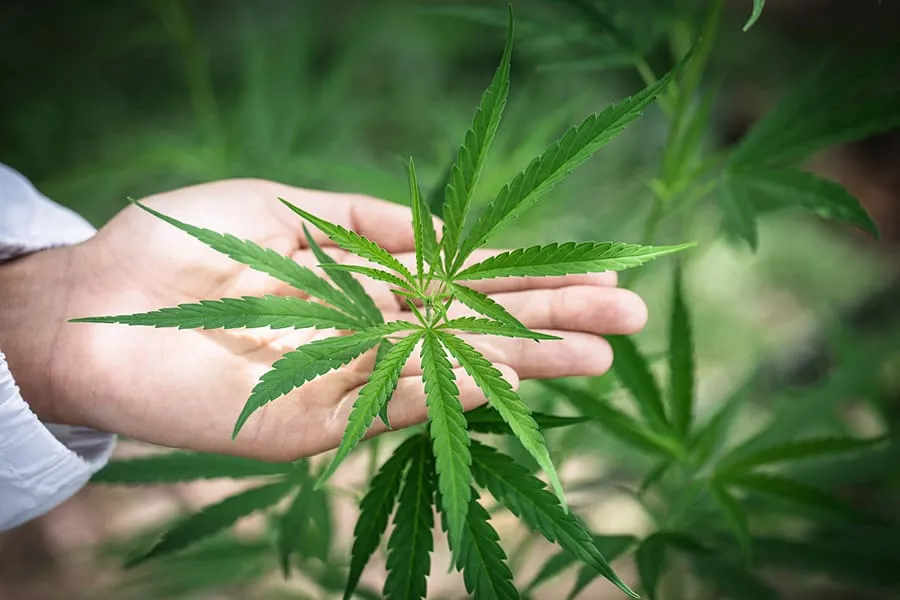 7 Top Vegas Dispensary Tours