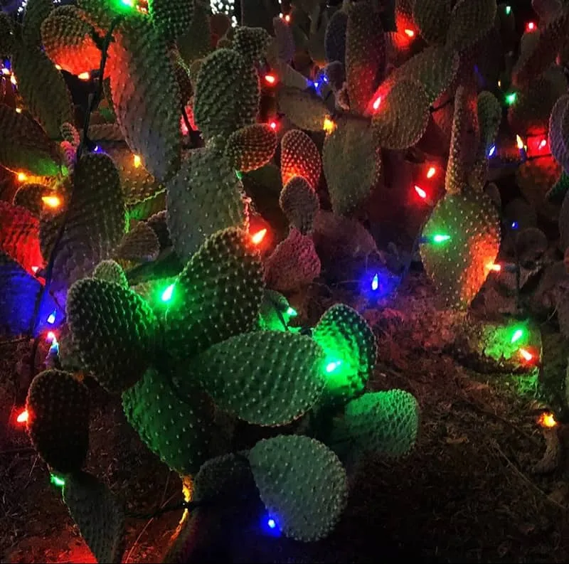 Cactus Garden