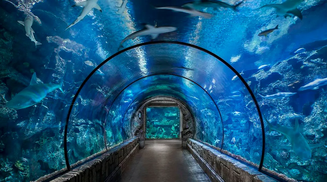 Mandalay Bay Aquarium Shark Reef Aquarium