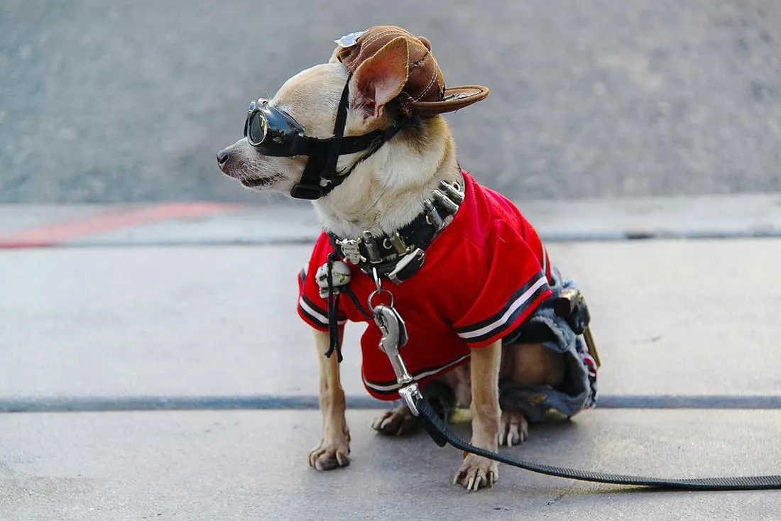 Dog Friendly Restaurants Las Vegas