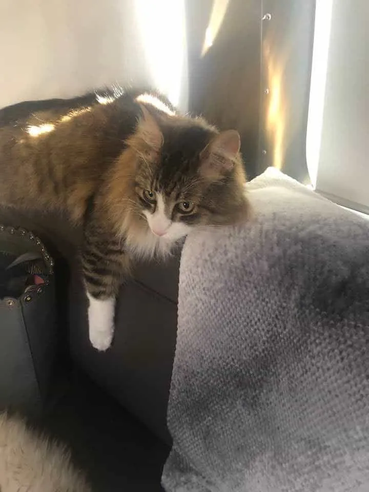 Pets at the RV Park
