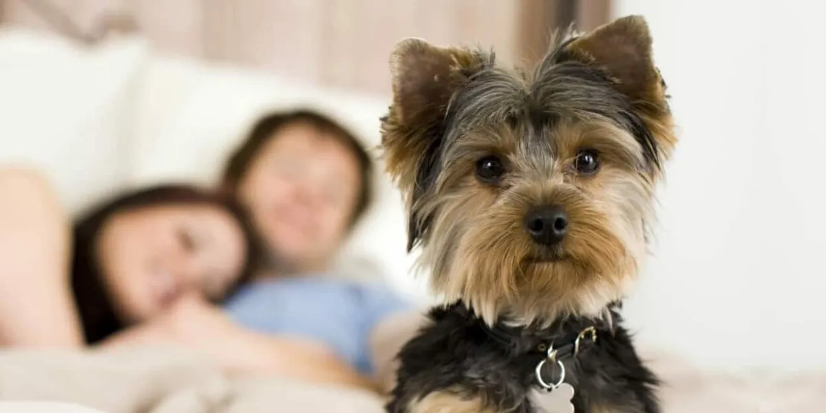 linq pet policy