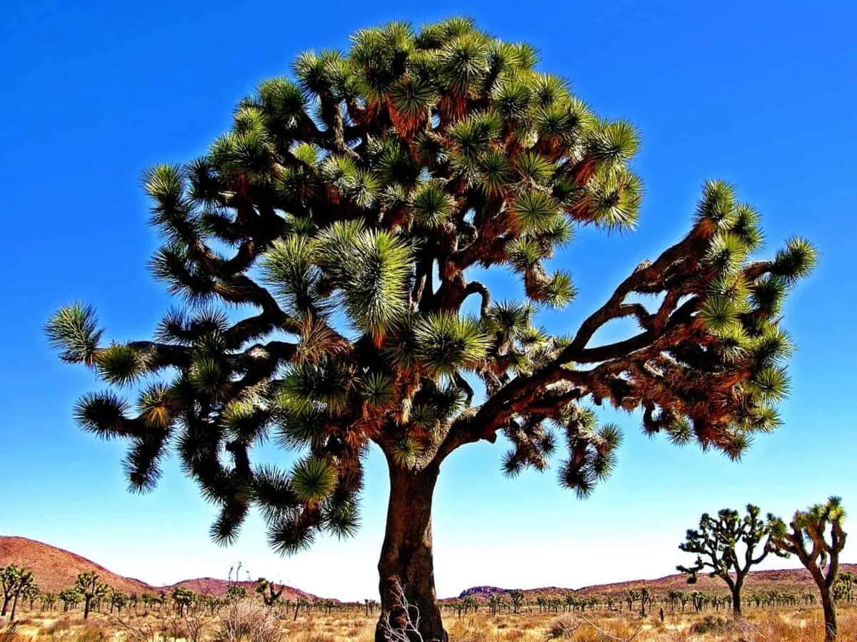 Joshua Tree at Joshua Tree National Park