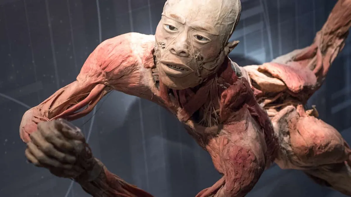 Real Bodies Exhibit