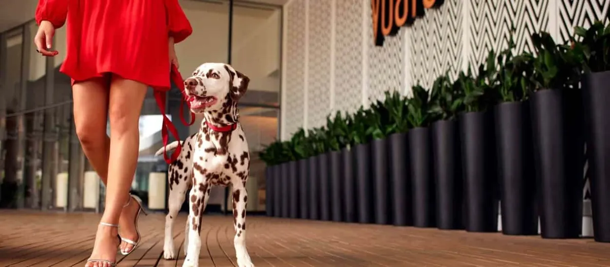 vdara hotel Pet Policy