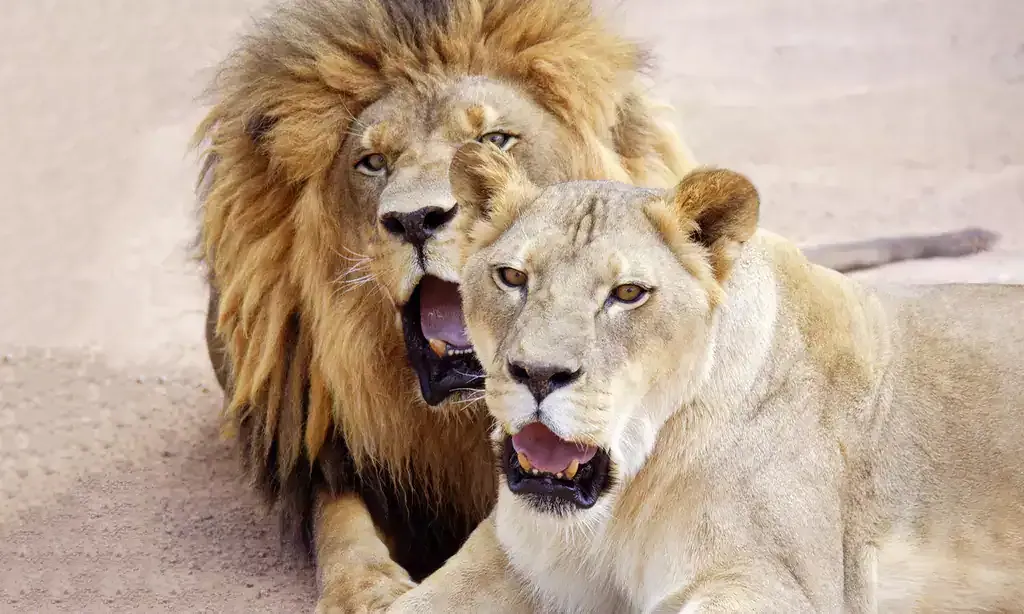 Lion habitat ranch